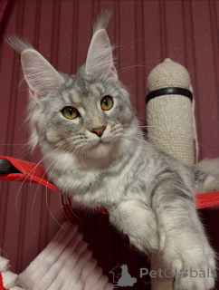 Foto №2 zu Ankündigung № 155327 zu verkaufen maine-coon-katze - einkaufen Österreich quotient 	ankündigung
