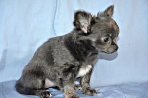 Zusätzliche Fotos: Chihuahua. Welpen
