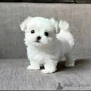 Foto №1. mischlingshund - zum Verkauf in der Stadt Chicago | verhandelt | Ankündigung № 137536