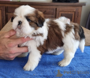 Foto №4. Ich werde verkaufen shih tzu in der Stadt Limburg.  - preis - Frei