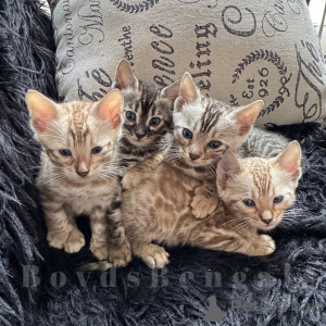 Foto №1. bengal katzenrasse - zum Verkauf in der Stadt Berlin | verhandelt | Ankündigung № 163540