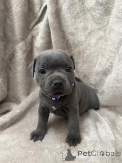 Foto №1. staffordshire bull terrier - zum Verkauf in der Stadt Øsløs | verhandelt | Ankündigung № 169931