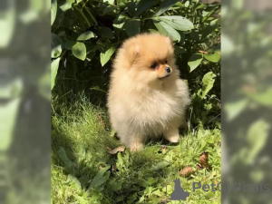 Foto №3. wunderschönes Pomeranian Zwergspitz Babys. Deutschland
