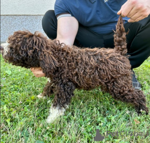 Foto №1. lagotto romagnolo - zum Verkauf in der Stadt Belgrad | verhandelt | Ankündigung № 140534