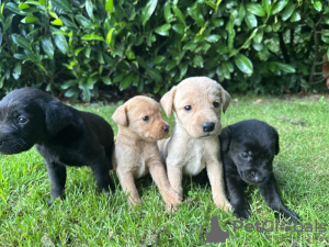 Foto №1. labrador retriever - zum Verkauf in der Stadt Atlanta | 757€ | Ankündigung № 66209