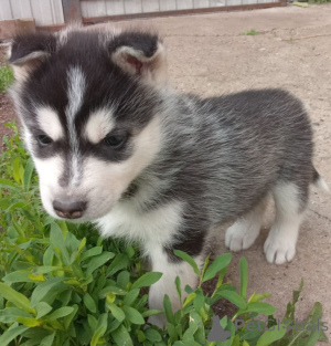 Foto №2 zu Ankündigung № 144169 zu verkaufen siberian husky - einkaufen Russische Föderation quotient 	ankündigung