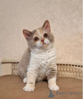 Foto №1. selkirk rex shorthair - zum Verkauf in der Stadt Bleialf | 350€ | Ankündigung № 177043