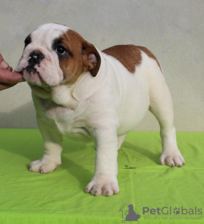 Foto №2 zu Ankündigung № 132764 zu verkaufen englische bulldogge - einkaufen Serbien züchter