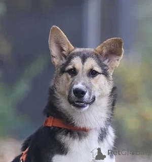 Foto №2 zu Ankündigung № 133501 zu verkaufen mischlingshund - einkaufen Russische Föderation quotient 	ankündigung