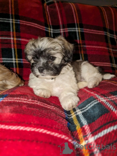 Foto №1. shih tzu - zum Verkauf in der Stadt Montreal | 473€ | Ankündigung № 103606