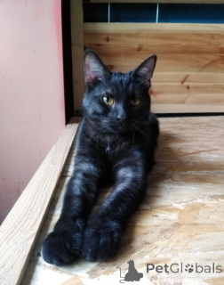 Foto №4. Ich werde verkaufen  in der Stadt Moskwa.  - preis - Frei