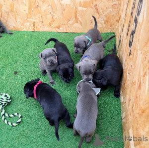 Foto №1. amerikanischer staffordshire terrier - zum Verkauf in der Stadt Bayerbach | 350€ | Ankündigung № 178878