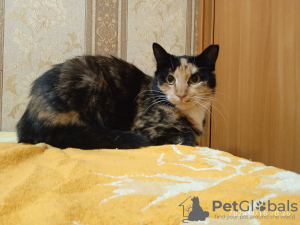 Foto №3. Eine wundervolle junge Katze Lapushka sucht ein Zuhause und eine liebevolle. Weißrussland