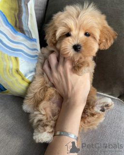 Foto №3. Maltipoo-Welpen, aufgewachsen in einem Familienhaus. Deutschland