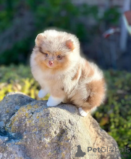 Foto №2 zu Ankündigung № 132075 zu verkaufen pommersche spitz - einkaufen Belgien züchter