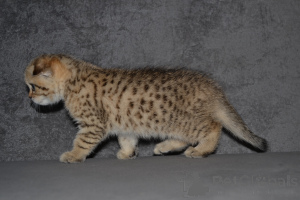 Foto №2 zu Ankündigung № 33395 zu verkaufen highland-straights - einkaufen Litauen vom kindergarten