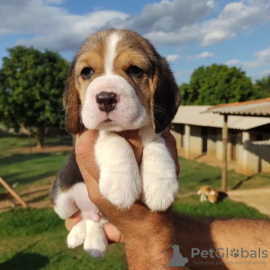 Zusätzliche Fotos: Wunderschöne Beagle-Welpen