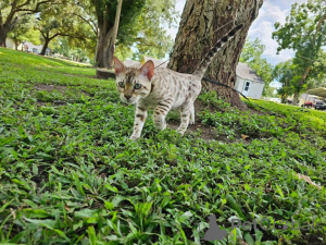 Foto №2 zu Ankündigung № 153251 zu verkaufen bengal katzenrasse - einkaufen Schweden quotient 	ankündigung