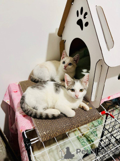 Foto №2 zu Ankündigung № 145400 zu verkaufen  - einkaufen Russische Föderation 