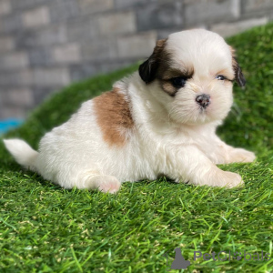 Foto №1. shih tzu - zum Verkauf in der Stadt Fredericksborg | verhandelt | Ankündigung № 168256