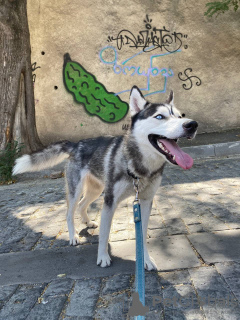 Foto №3. Huskies verschenken. Georgien