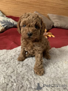 Foto №1. pudel (toy) - zum Verkauf in der Stadt Jurbarkas | verhandelt | Ankündigung № 159877