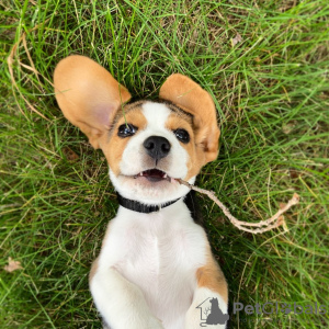 Foto №4. Ich werde verkaufen beagle in der Stadt Berlin. quotient 	ankündigung - preis - 478€