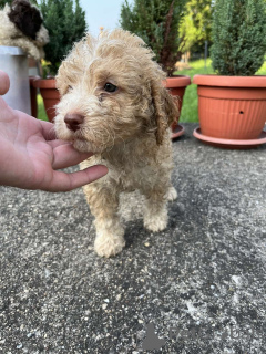 Foto №2 zu Ankündigung № 62693 zu verkaufen lagotto romagnolo - einkaufen Serbien quotient 	ankündigung