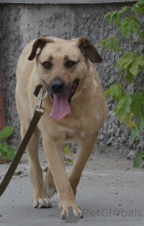 Zusätzliche Fotos: Ein Hund mit schönen Augen sucht den besten Besitzer.