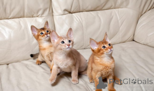 Foto №1. abessinierkatze - zum Verkauf in der Stadt Vilnius | verhandelt | Ankündigung № 171346