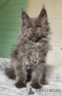 Foto №2 zu Ankündigung № 99497 zu verkaufen maine-coon-katze - einkaufen USA quotient 	ankündigung, vom kindergarten, aus dem tierheim