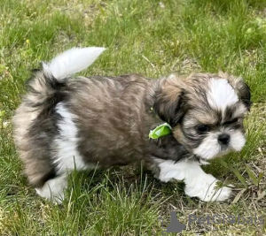 Foto №2 zu Ankündigung № 111385 zu verkaufen shih tzu - einkaufen USA quotient 	ankündigung