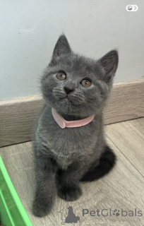 Foto №3. Vor Ort gibt es entzückende Chartreux-Kätzchen. Belgien