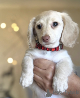 Foto №2 zu Ankündigung № 165207 zu verkaufen dackel - einkaufen Niederlande züchter