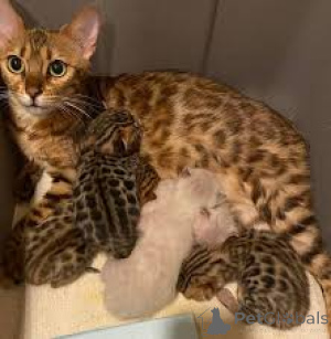 Foto №1. bengal katzenrasse - zum Verkauf in der Stadt Antwerpen | 500€ | Ankündigung № 162343