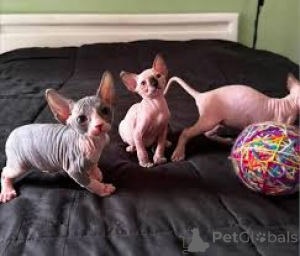Foto №1. sphynx-katze - zum Verkauf in der Stadt Helsinki | 500€ | Ankündigung № 166336