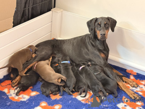 Foto №2 zu Ankündigung № 168933 zu verkaufen dobermann - einkaufen Finnland 