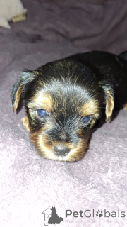 Foto №3. Miniatur Yorki.. Lettland