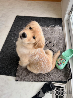 Foto №2 zu Ankündigung № 163715 zu verkaufen golden retriever - einkaufen Belgien züchter