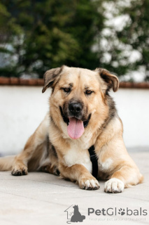 Foto №1. mischlingshund - zum Verkauf in der Stadt Moskwa | Frei | Ankündigung № 154082