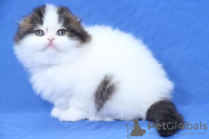 Foto №3. Fabelhafte Scottish Fold-Kätzchen, gechipt, streueriert usw. Finnland