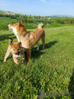 Foto №1. shiba - zum Verkauf in der Stadt Yding | verhandelt | Ankündigung № 169929