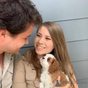 Foto №2 zu Ankündigung № 165589 zu verkaufen cavalier king charles spaniel - einkaufen Niederlande quotient 	ankündigung, züchter