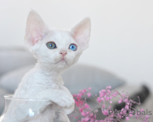 Foto №2 zu Ankündigung № 44543 zu verkaufen devon rex - einkaufen Niederlande züchter