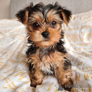 Foto №2 zu Ankündigung № 15454 zu verkaufen yorkshire terrier - einkaufen USA quotient 	ankündigung