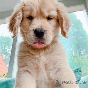 Foto №1. golden retriever - zum Verkauf in der Stadt Gerardsbergen | 500€ | Ankündigung № 159431