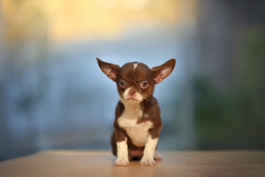 Zusätzliche Fotos: Schokoladen-Chihuahua