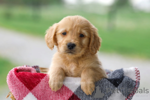 Foto №3. Entzückende Golden Retriever-Welpen bereit für ein liebevolles Zuhause. Deutschland