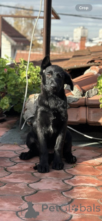 Foto №2 zu Ankündigung № 159097 zu verkaufen deutscher schäferhund - einkaufen Serbien züchter