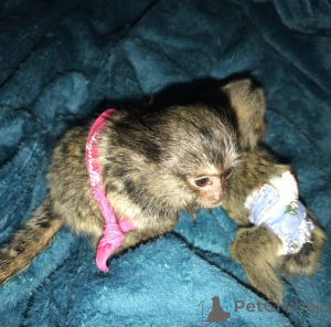 Foto №1.  - zum Verkauf in der Stadt Cheladna | verhandelt | Ankündigung № 161694